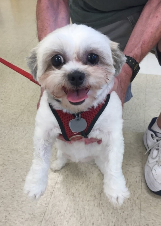 Dottie is a 13 year old shih tzu who was adopted from NSALA in 2015. She is in very good health and loves visiting us each year for her bi-annual exams!