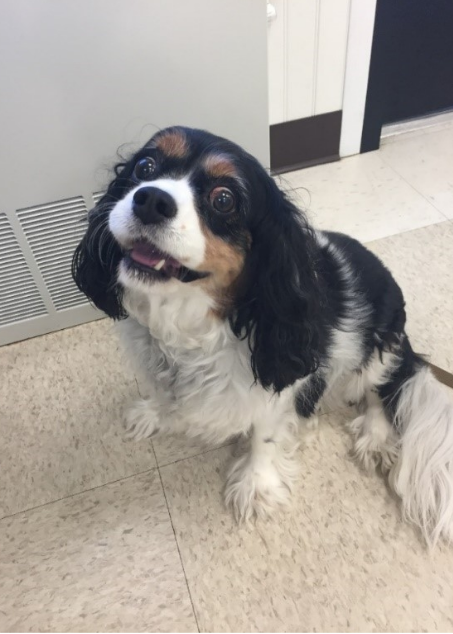 Charlotte is a 9 year old cavalier who was adopted from NSALA in 2015. Her family returns to us every few months to keep up with her care she receives through our Seniors for Seniors program.